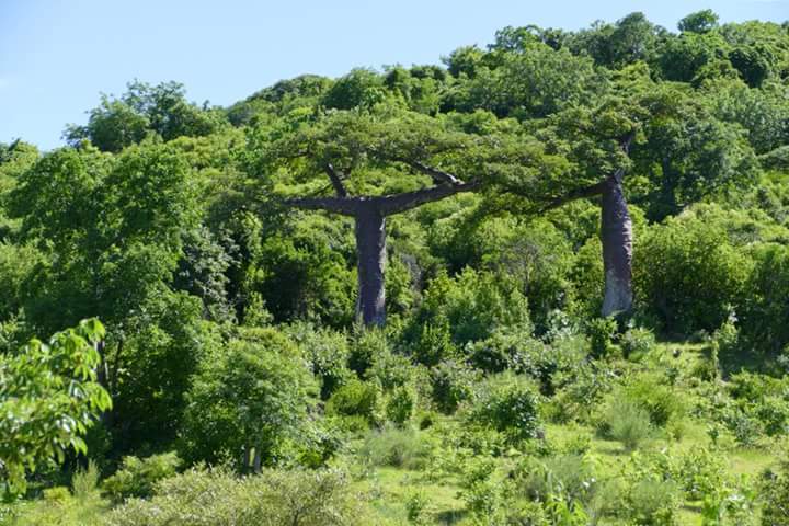 Baobab montagne des Français diégo Mad'ex Madagascar excursion