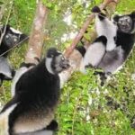 Lemurien parc Ivoloina Tamatave madagascar excursion mad'ex